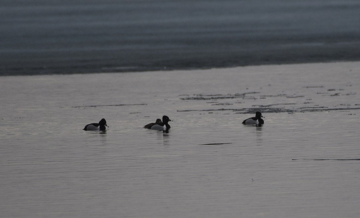 Ring-necked Duck - ML632139223