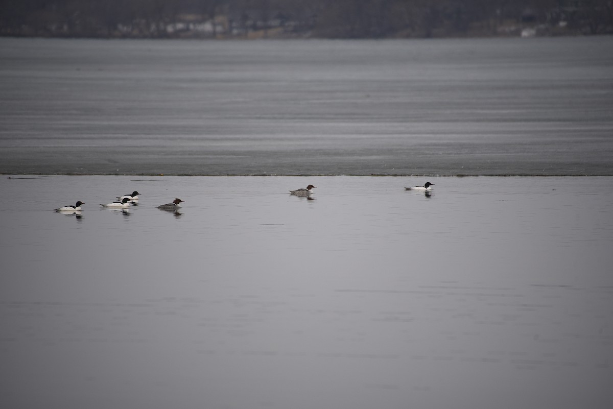 Common Merganser - ML632139364