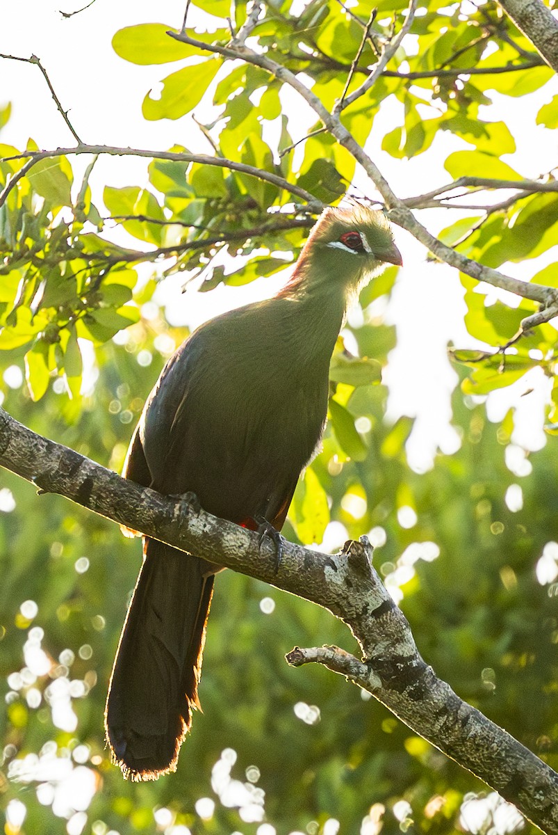 Fischer's Turaco (Zanzibar) - ML632139368