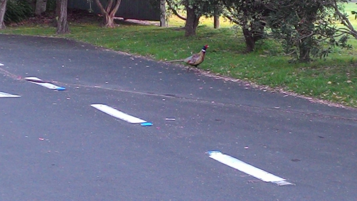 bažant obecný - ML632139447