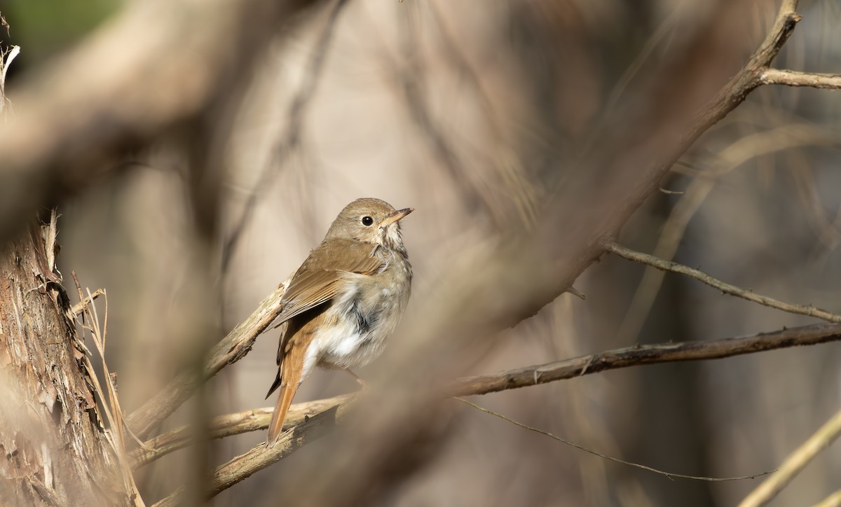 Hermit Thrush - ML632139523