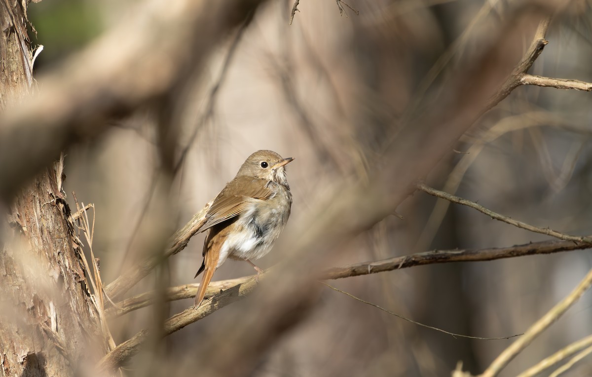 Hermit Thrush - ML632139524