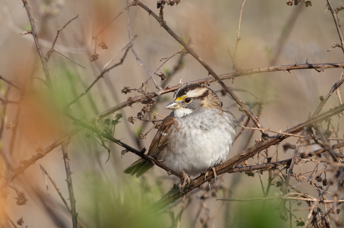 White-throated Sparrow - ML632139533