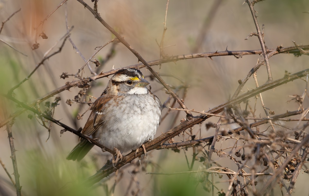 White-throated Sparrow - ML632139534