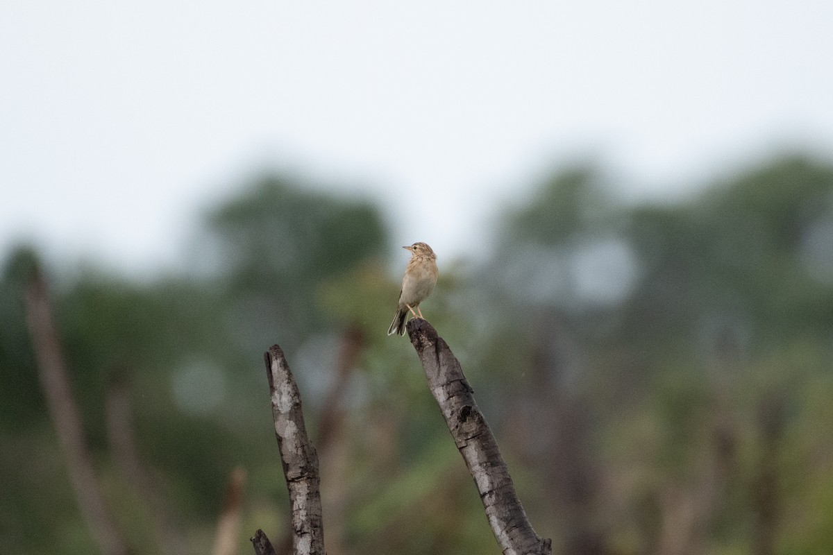 Buffy Pipit - ML632139548