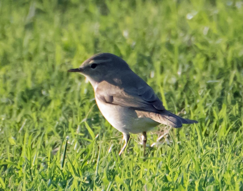 Plain Leaf Warbler - ML632139583