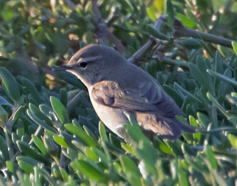 Plain Leaf Warbler - ML632139584