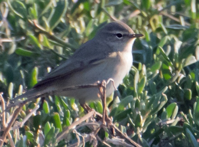 Plain Leaf Warbler - ML632139585