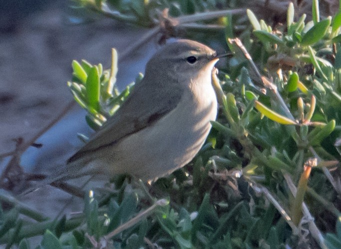 Plain Leaf Warbler - ML632139587