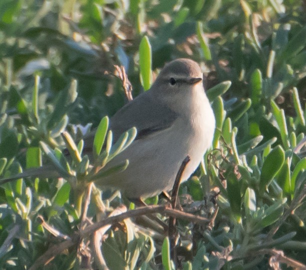 Plain Leaf Warbler - ML632139588
