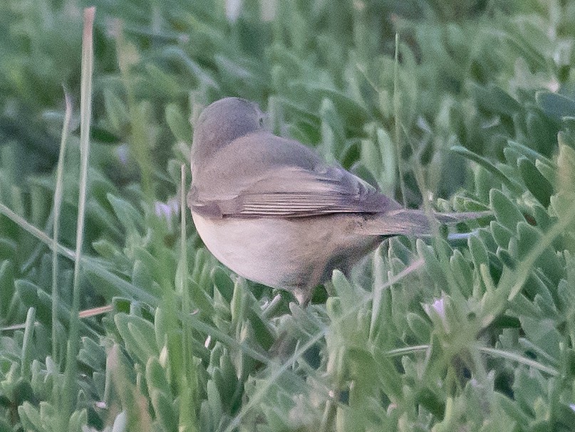 Plain Leaf Warbler - ML632139589