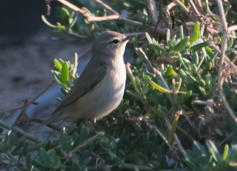 Plain Leaf Warbler - ML632139590