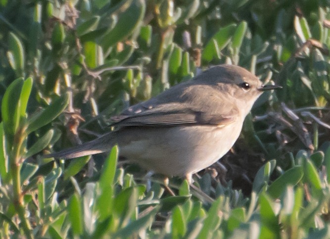 Plain Leaf Warbler - ML632139591