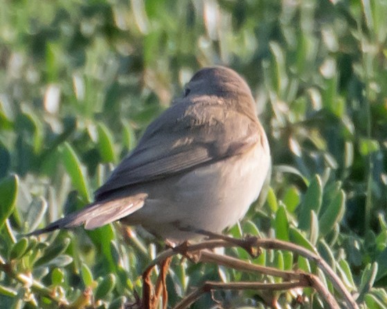 Plain Leaf Warbler - ML632139592