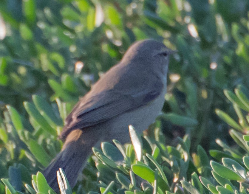 Plain Leaf Warbler - ML632139593