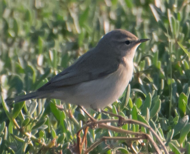 Plain Leaf Warbler - ML632139594