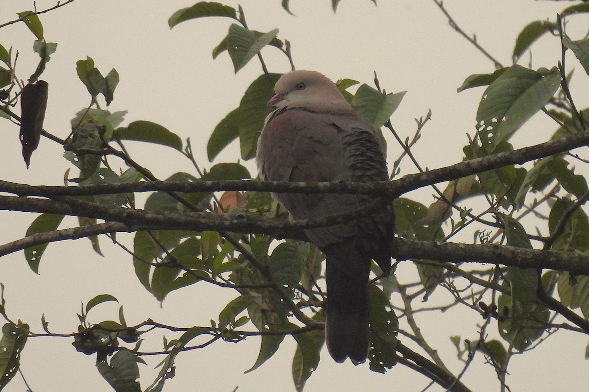 Mountain Imperial-Pigeon - ML632139612