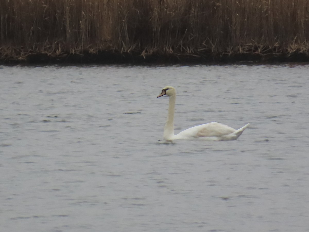 Cygne tuberculé - ML632139645