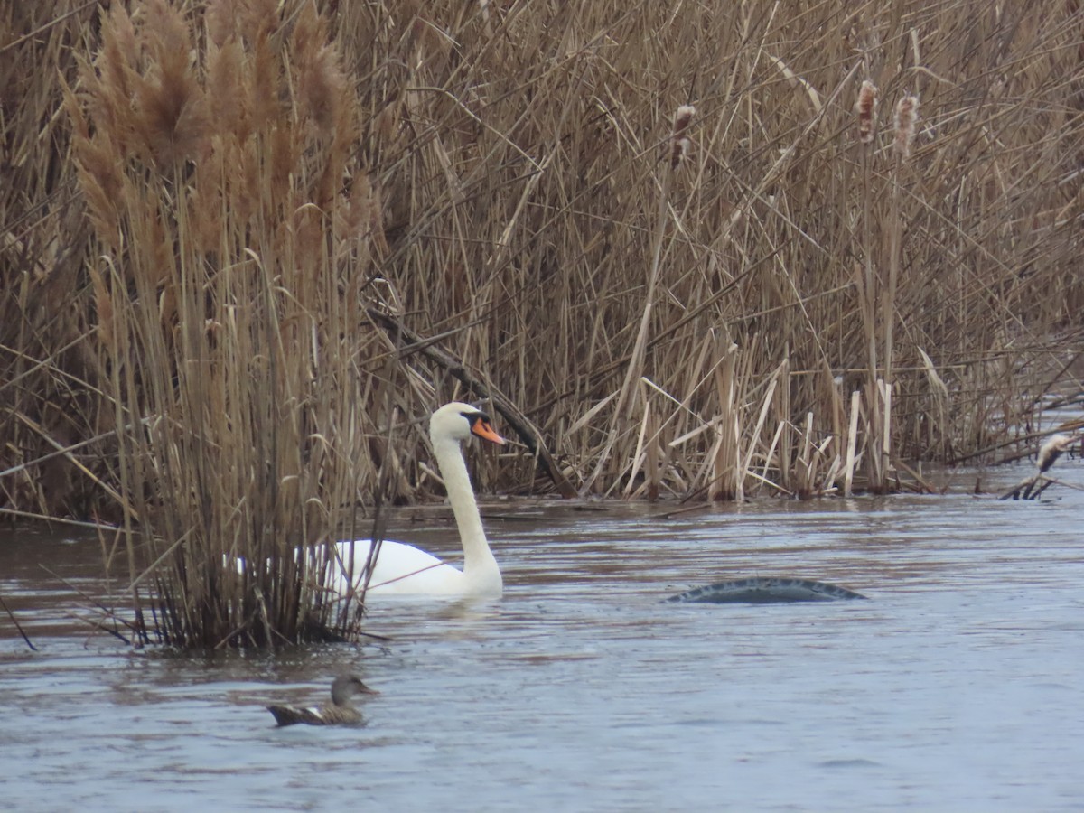Cygne tuberculé - ML632139649