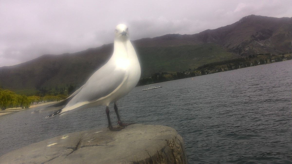 racek australský - ML632139731