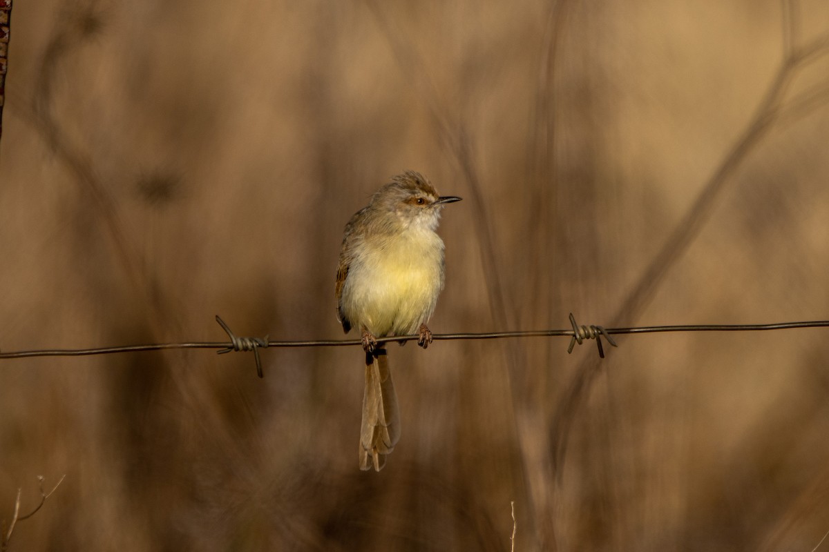 Prinia Modesta - ML632139800