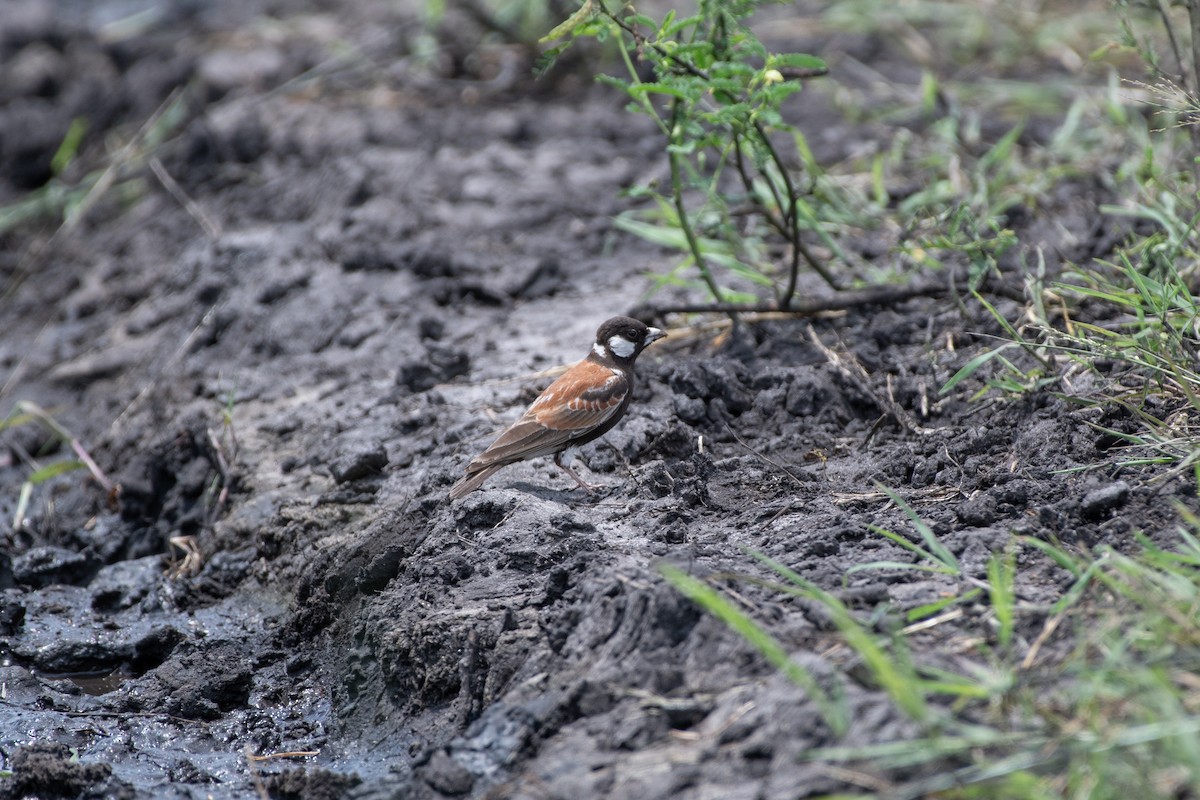 Chestnut-backed Sparrow-Lark - ML632139923