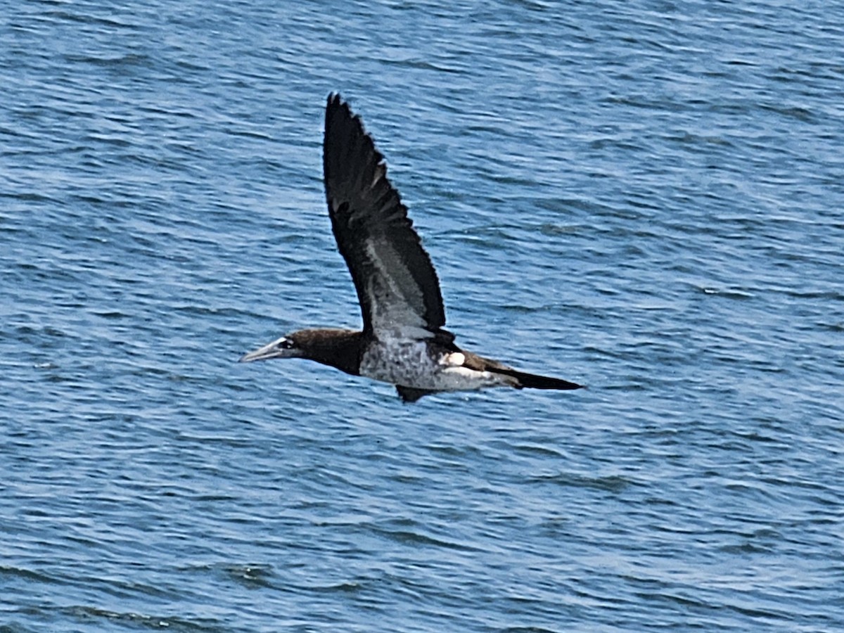 灰頭鰹鳥 - ML632139979