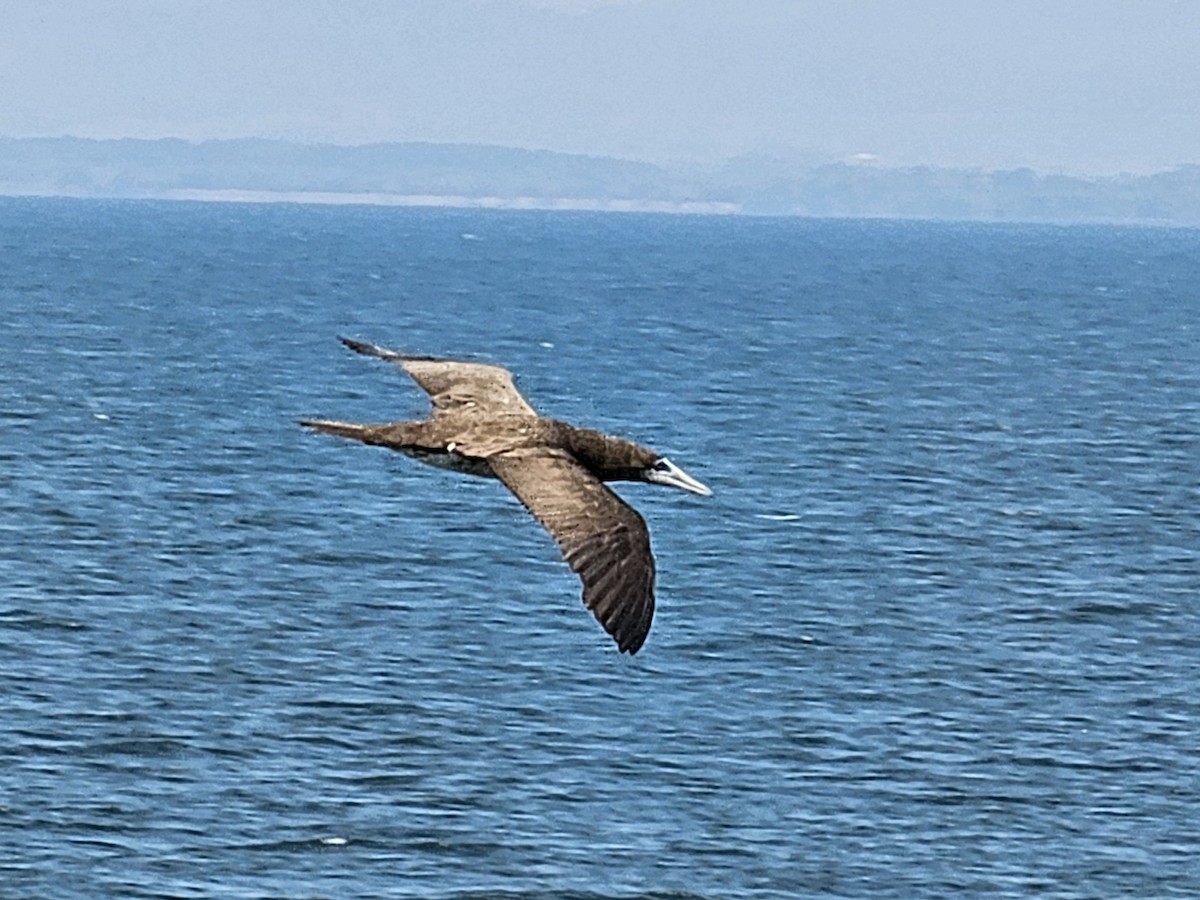 灰頭鰹鳥 - ML632139980