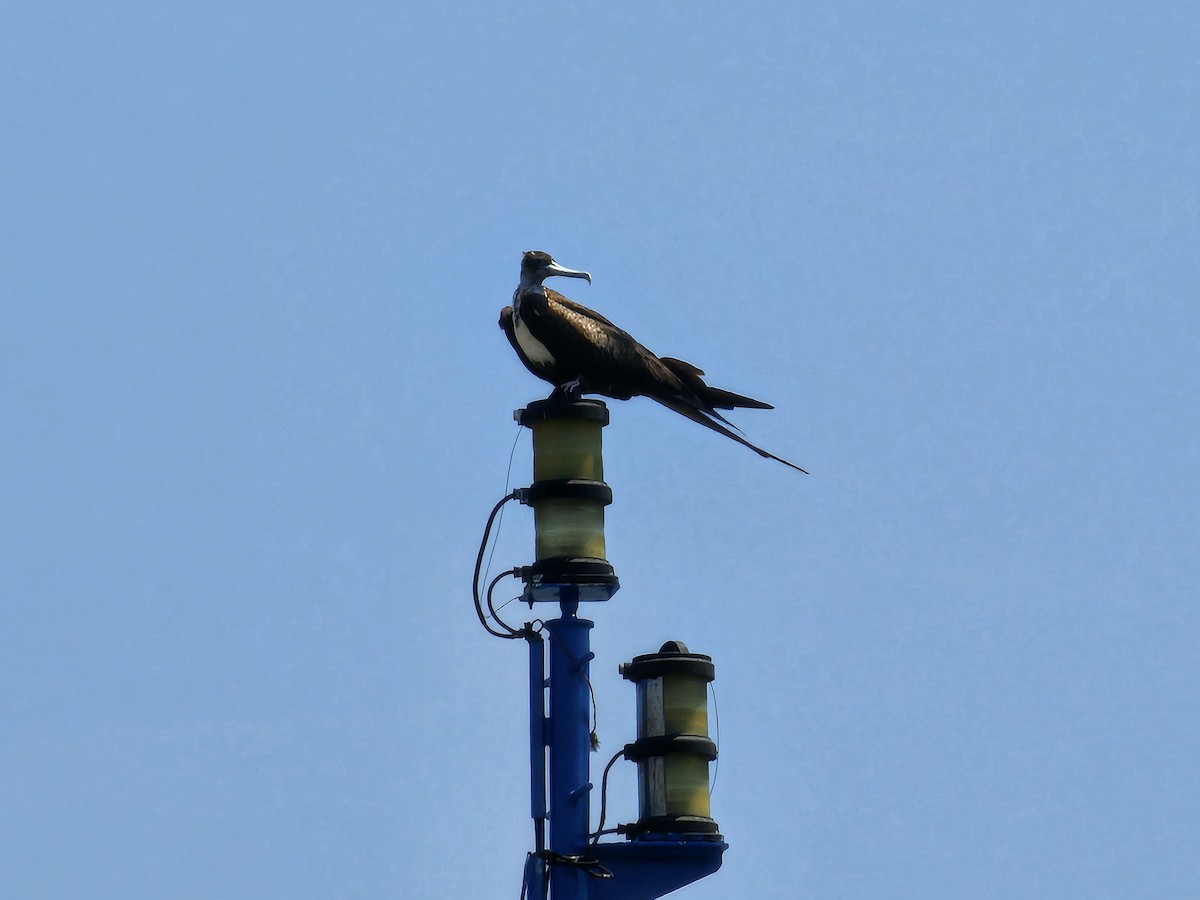 Magnificent Frigatebird - ML632139985