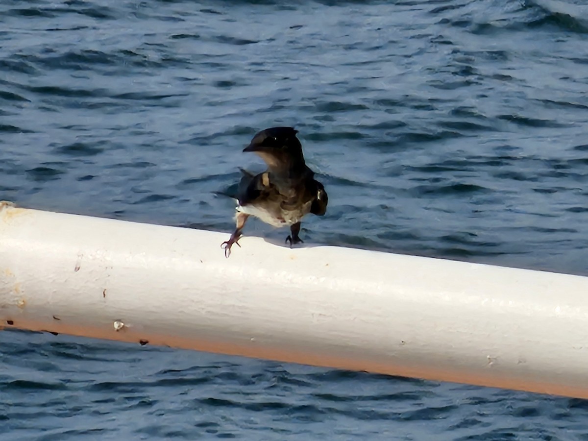 Gray-breasted Martin - ML632139995