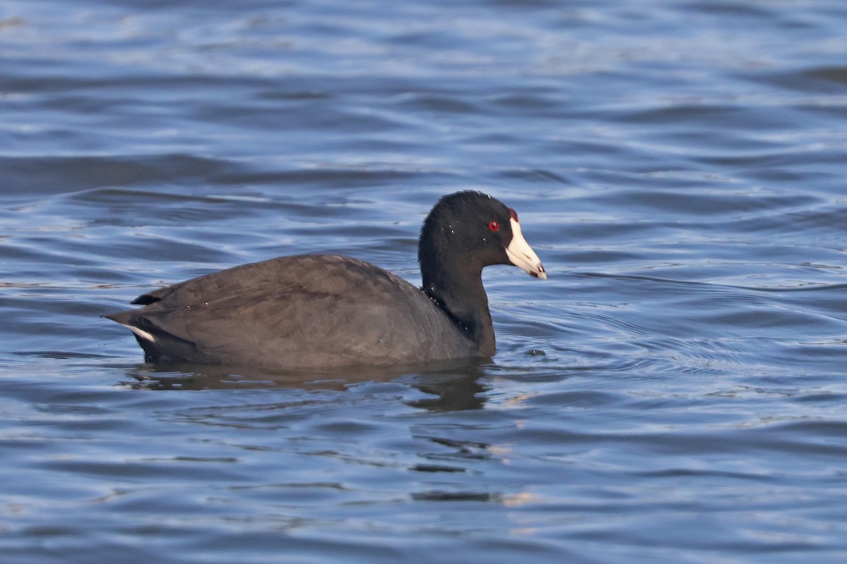 American Coot - ML632140127