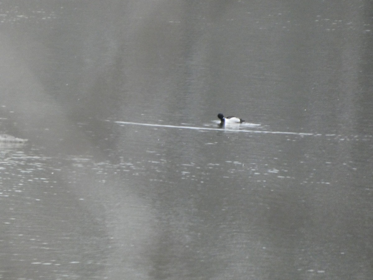 Ring-necked Duck - ML632140184