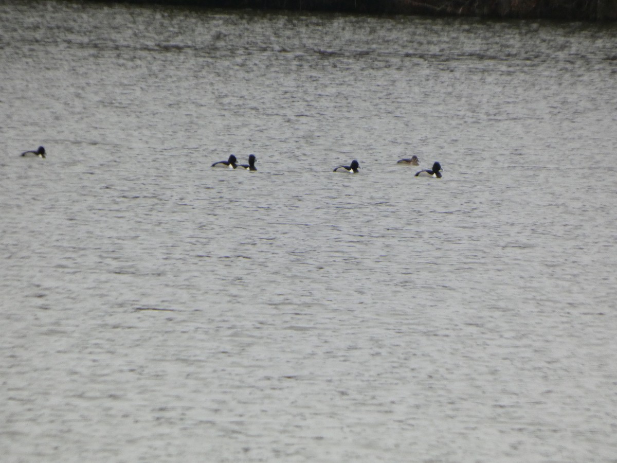 Ring-necked Duck - ML632140186