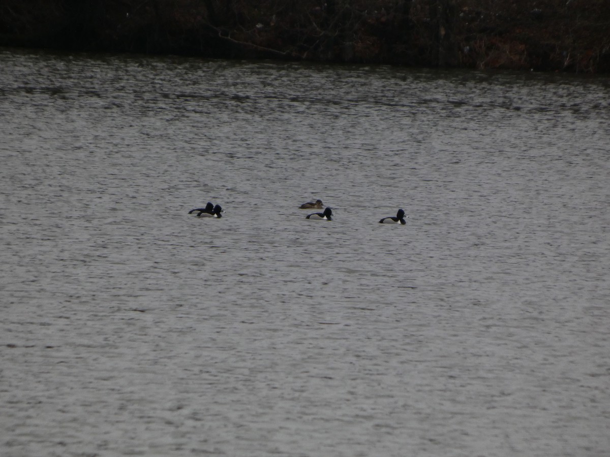 Ring-necked Duck - ML632140187