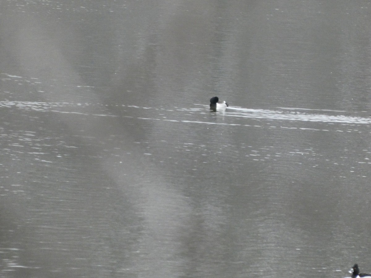 Ring-necked Duck - ML632140188