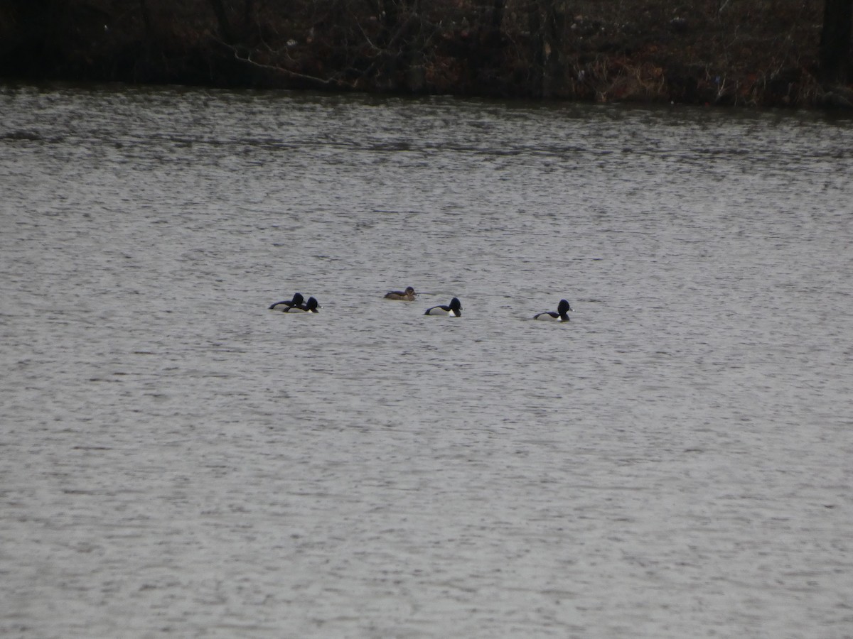 Ring-necked Duck - ML632140189