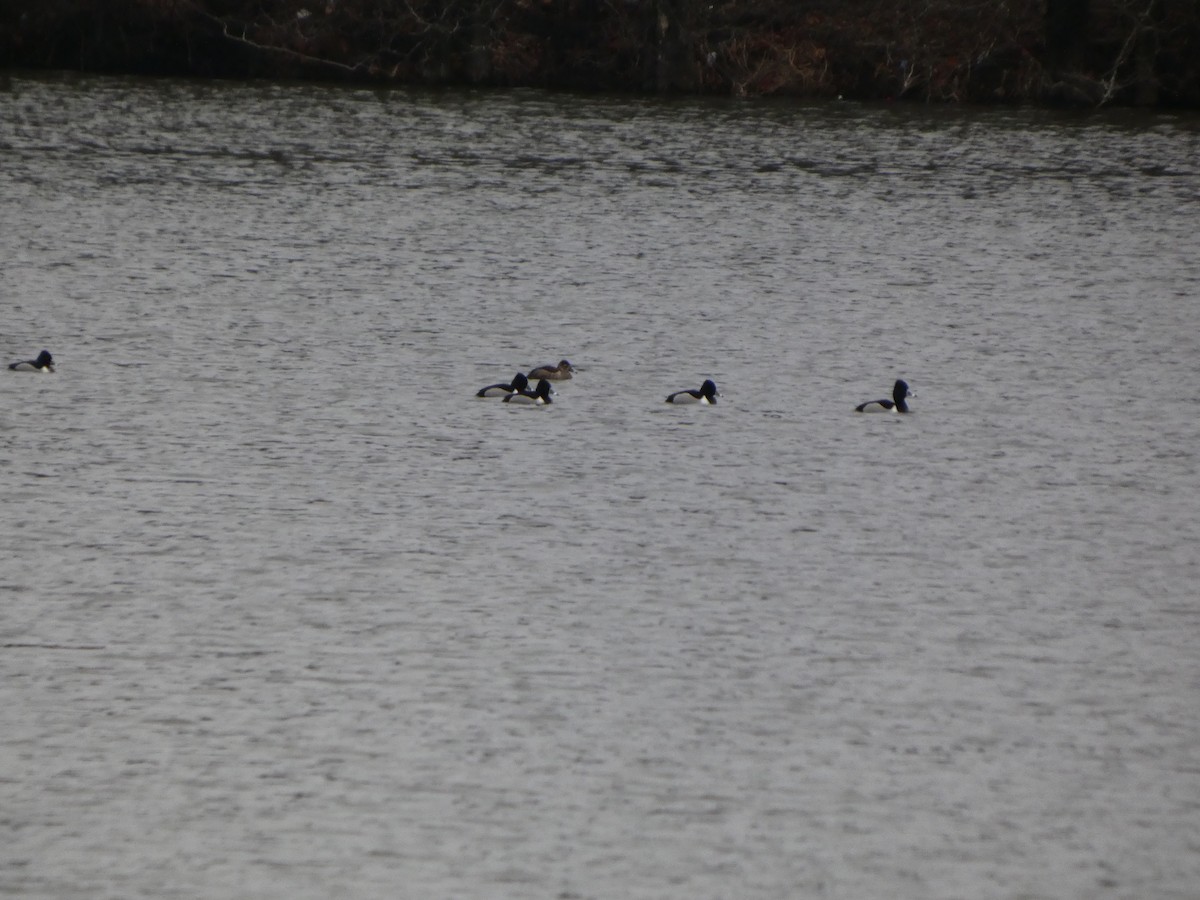 Ring-necked Duck - ML632140191