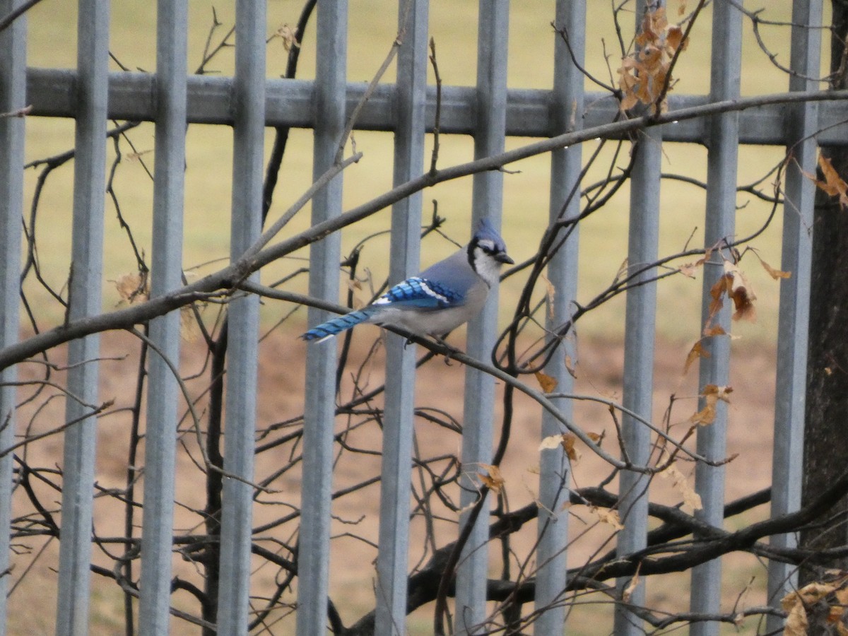 Blue Jay - ML632140218