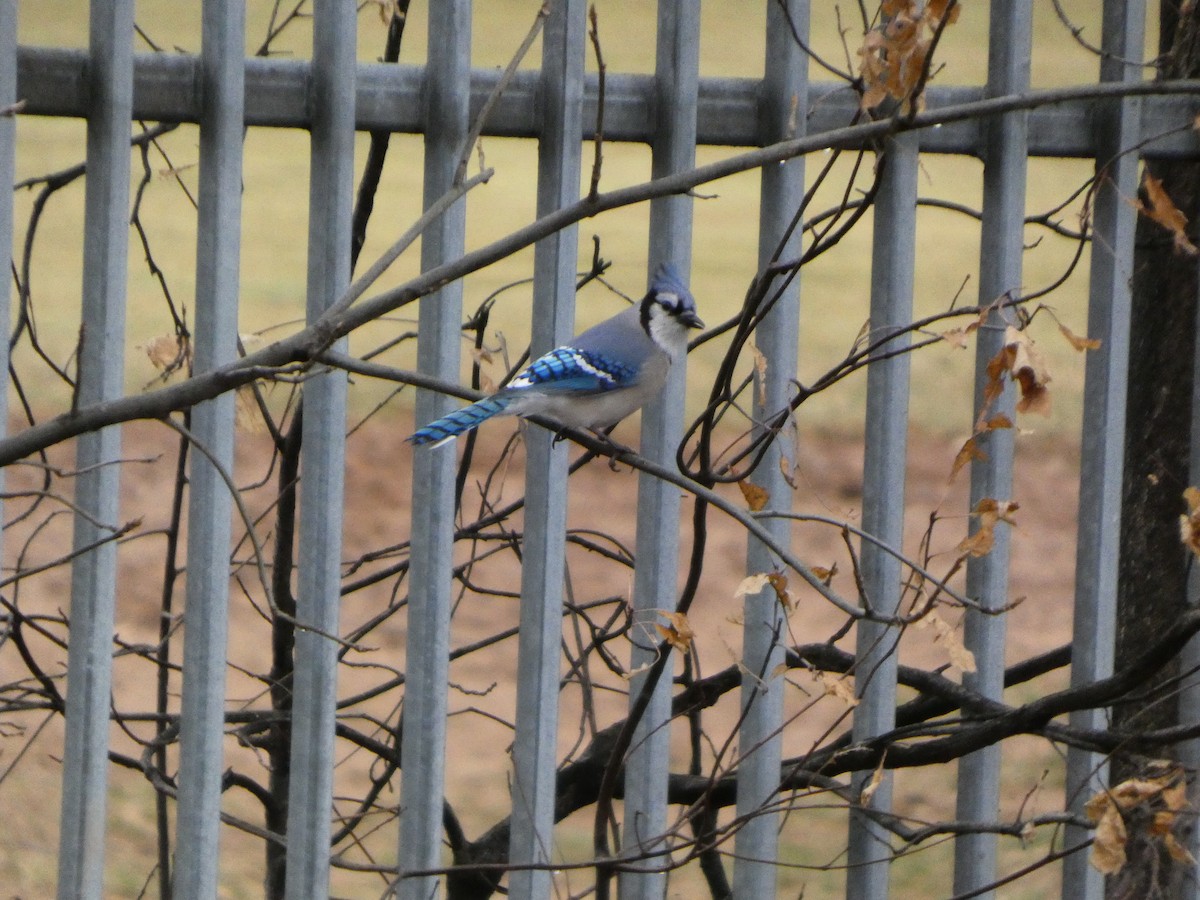 Blue Jay - ML632140219