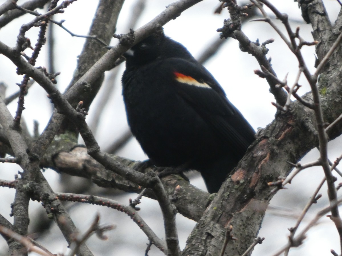 Red-winged Blackbird - ML632140235