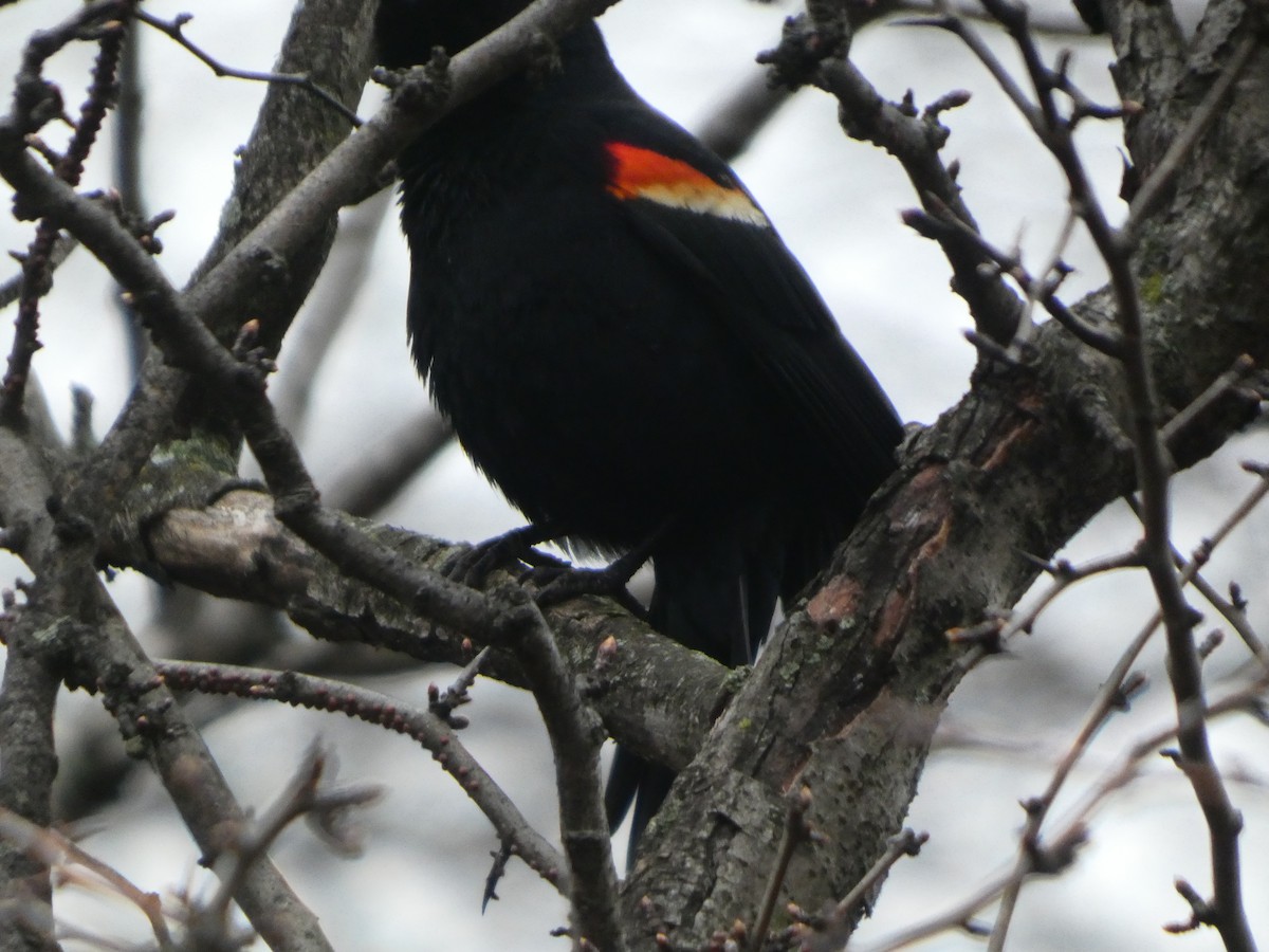 Red-winged Blackbird - ML632140236