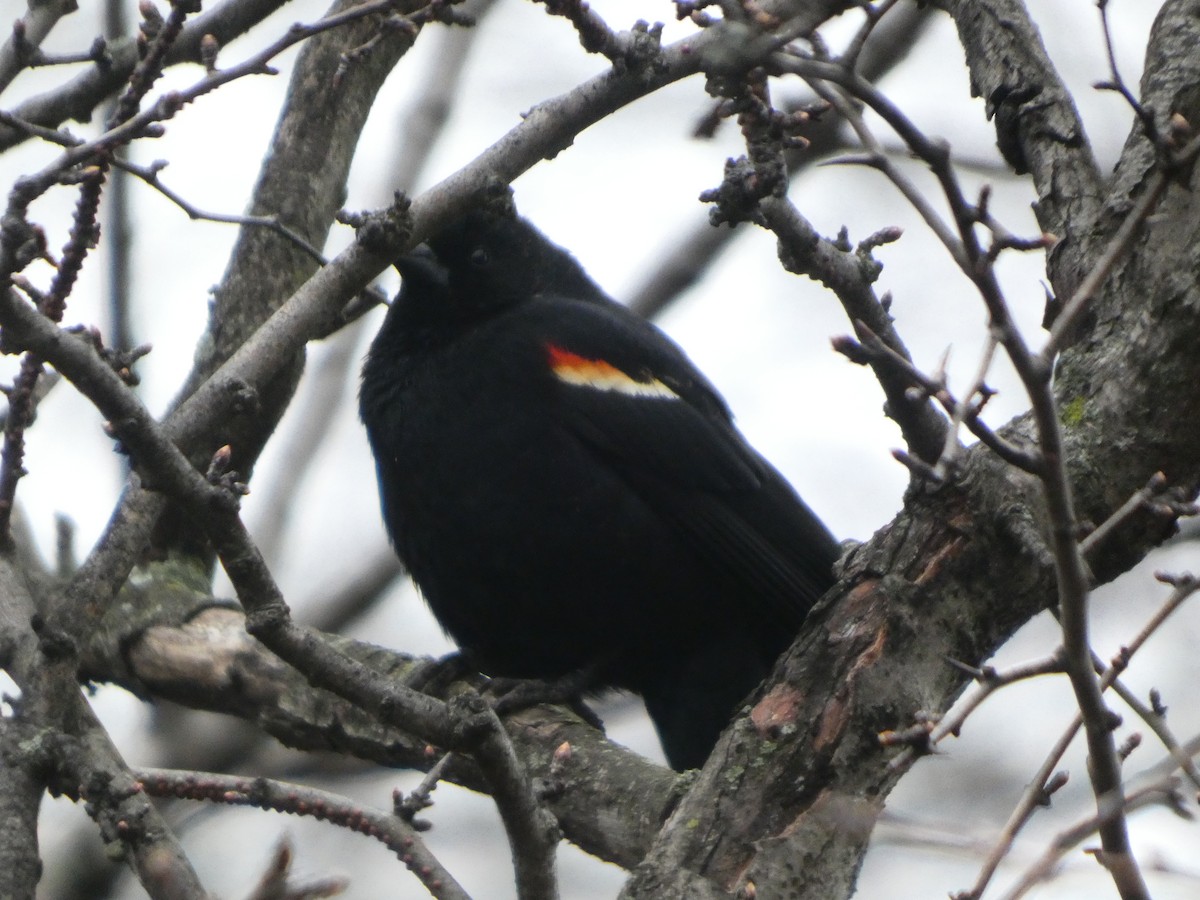 Red-winged Blackbird - ML632140238