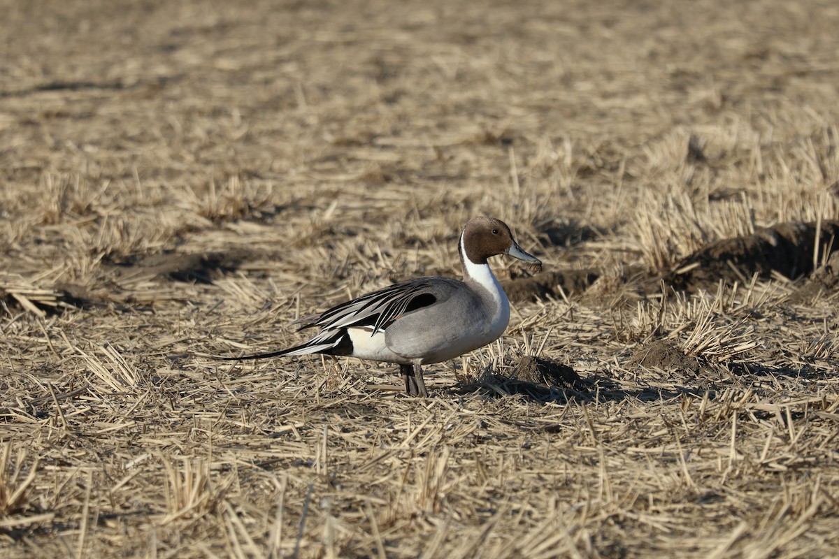 Canard pilet - ML632140400