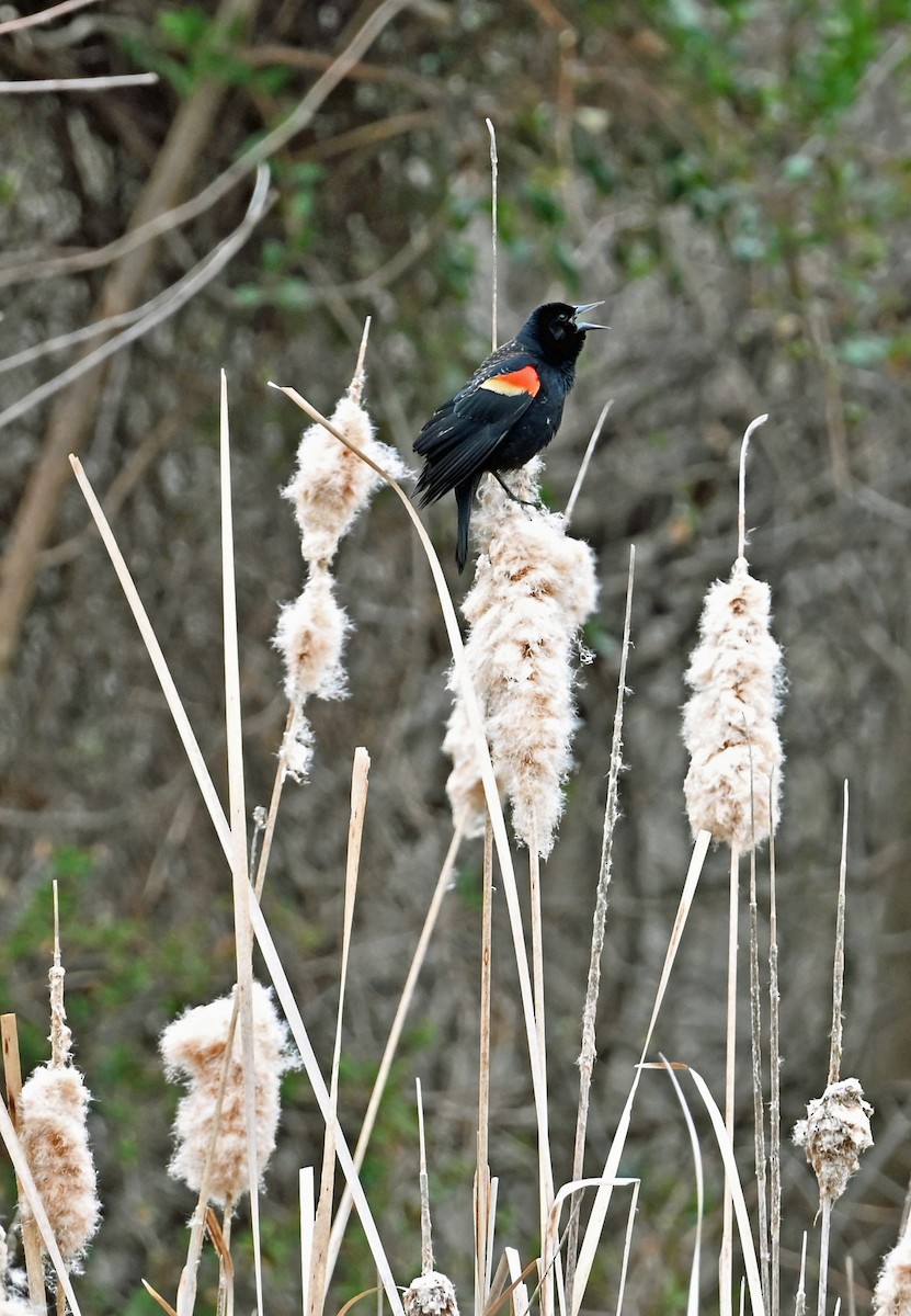 Red-winged Blackbird - ML632140784