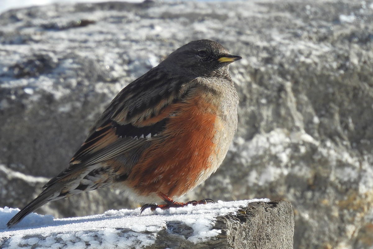 Alpine Accentor - ML632140867
