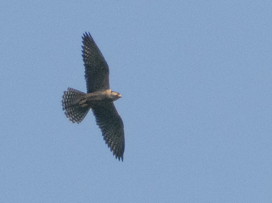 Lanner Falcon - ML632140947