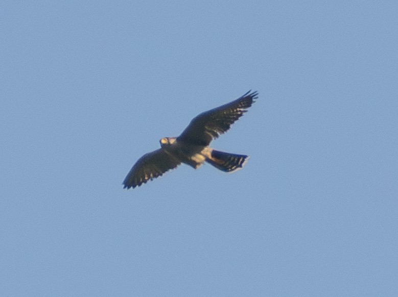 Lanner Falcon - ML632140948