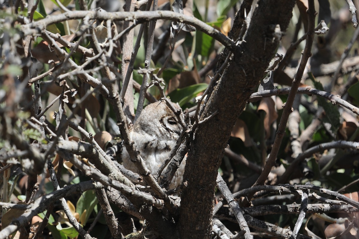 Arabian Scops-Owl - ML632140977