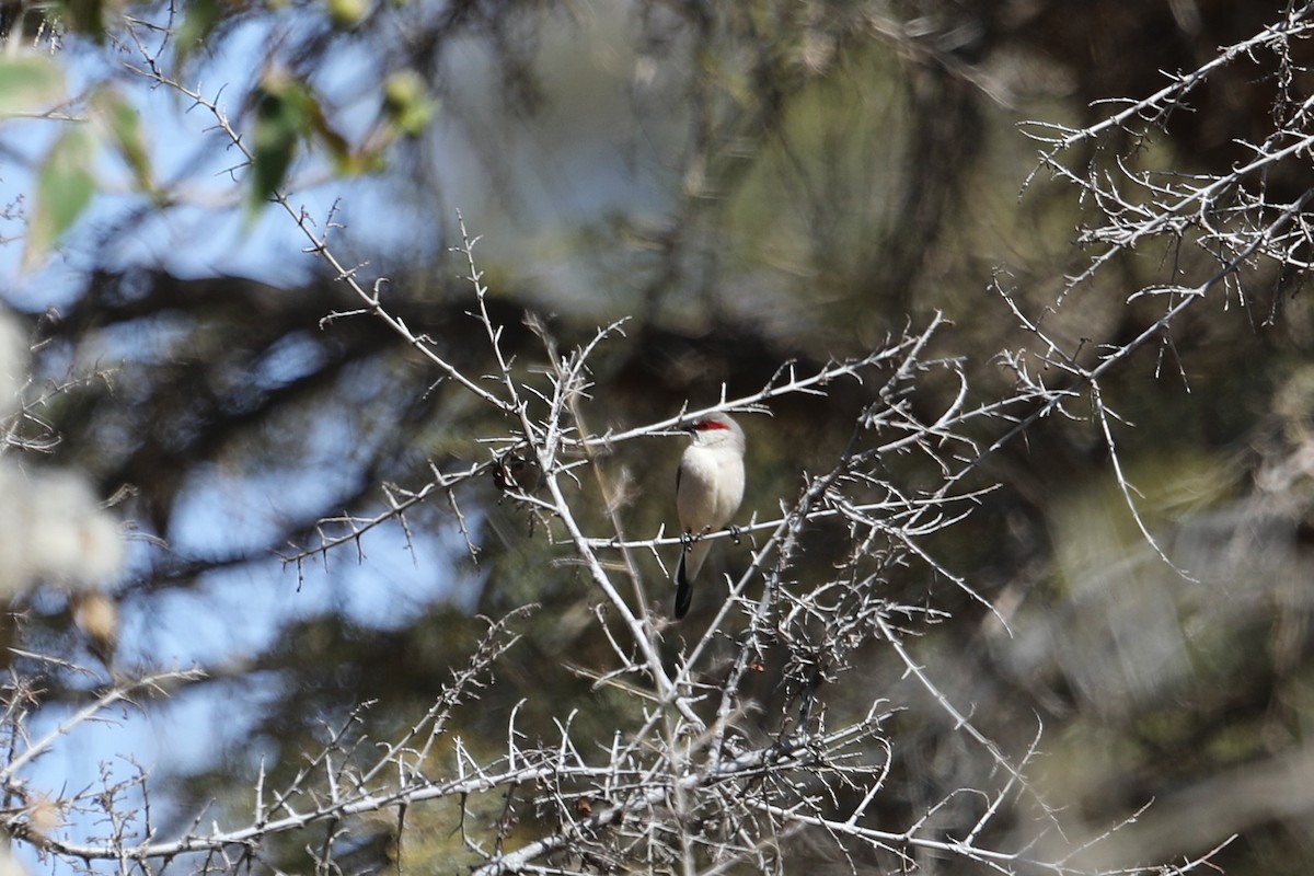 Arabian Waxbill - ML632141171