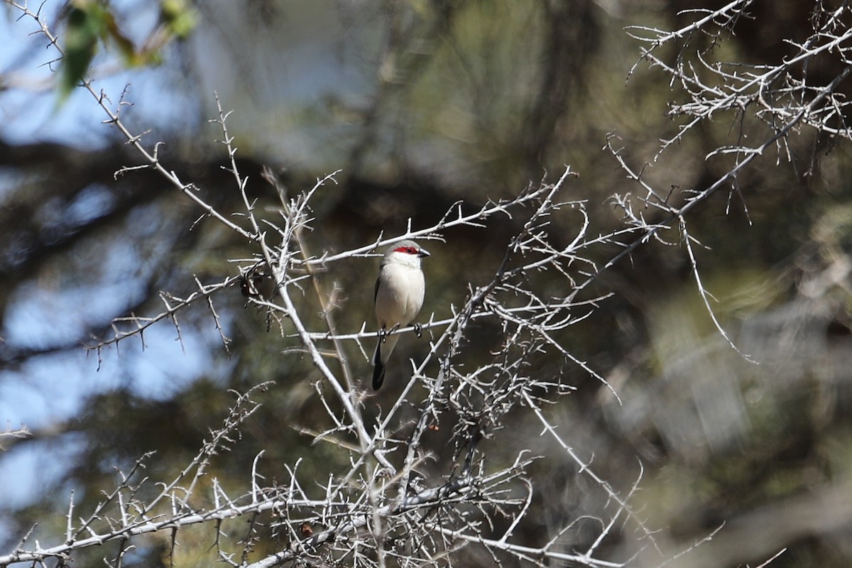 Arabian Waxbill - ML632141191